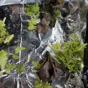 Gross leaves on the bed of leaves my Green Eggs &amp; Toast were laying on. I like to eat my leaves!!!