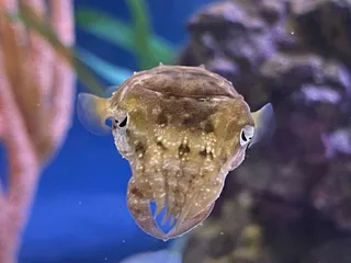 The Virginia Aquarium & Marine Science Center