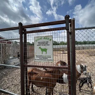 Goat Area
