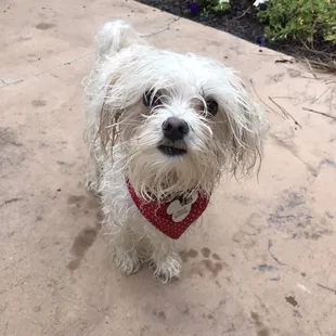 Went swimming in his bandana he got from the market at dat dog  very durable! Loved that vendor!