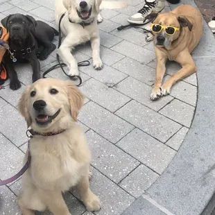 Happy dogs chilling enjoying the weather during the farmers market