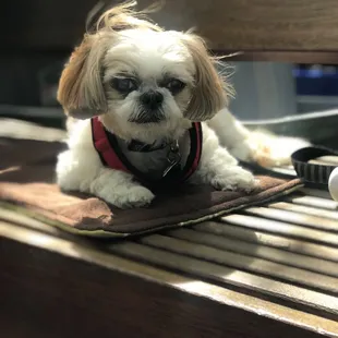 Mocha Coconut taking a break from the farmers market