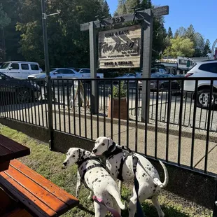 My Dalmatians enjoying The Market on Main. Dog friendly and even offer some water. Very nice while enjoying the delicious food!