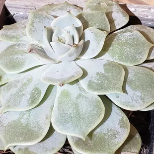 a close up of a succulent