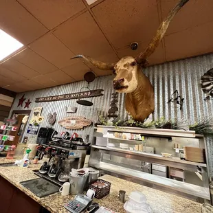a deer head mounted on the wall