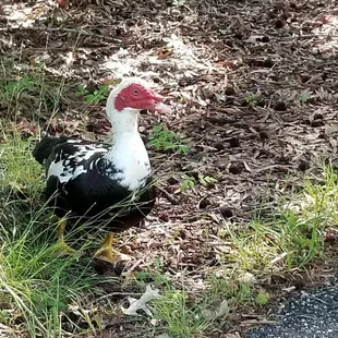 Muscovy Duck #1