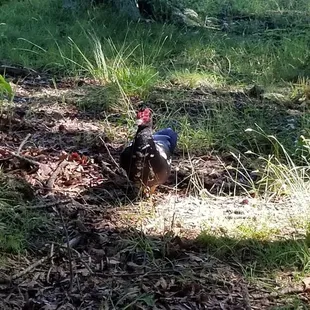 Muscovy Duck #2