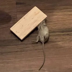 Mice in the apartments