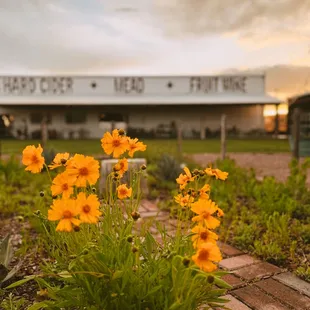 yellow flowers in front of a building