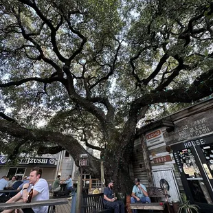 people sitting at tables under a large tree