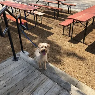 a small dog on a leash