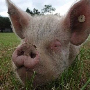 a pig laying in the grass