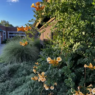 The patio, seen from the outside