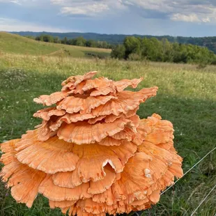 Locally foraged Chicken Of The Woods