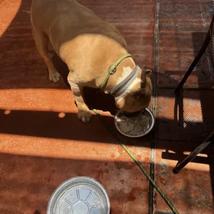 They brought our dog chicken &amp; iced water!!!