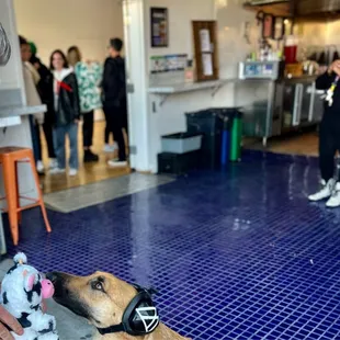 Gunner getting a toy from staff member Dorothy.