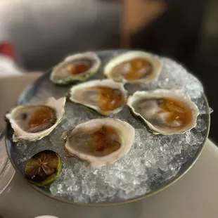 a plate of oysters on ice