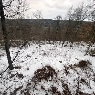 Scenery from white oak