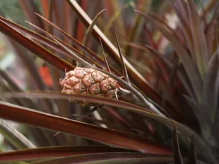 Kingwood Center Gardens