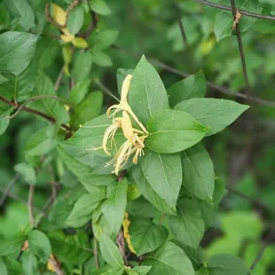 Ah! Honeysuckle!