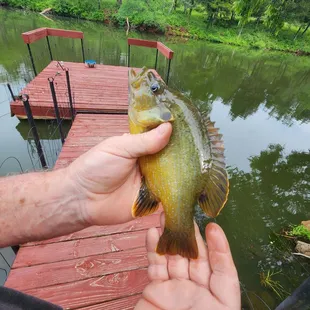 A very plentiful pond.