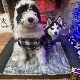 Balsky and Barkley. TicTock BalskyFurTherapy