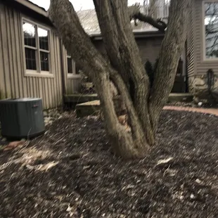 a tree in the front yard