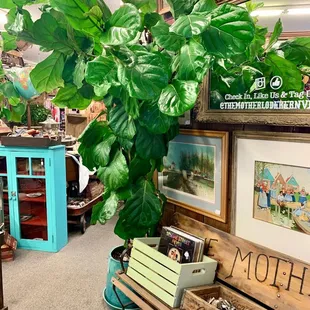 Green with envy over our fiddle leaf fig?