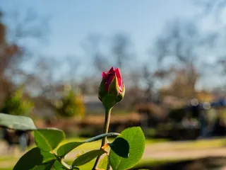 Dallas Arboretum and Botanical Garden