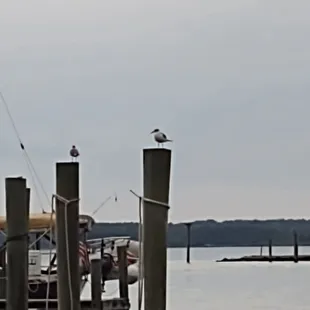 Seagull keeping watch