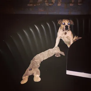 The bar mascot Dolly just hanging out