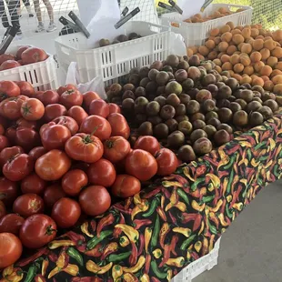 a variety of tomatoes