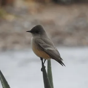 Vermillion Flycatcher