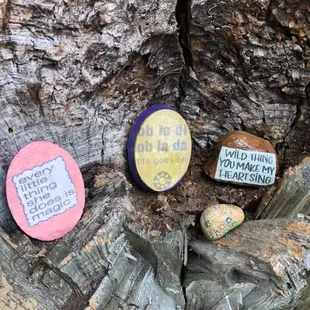 Honored to have so many Berkley Rocks left and discovered!