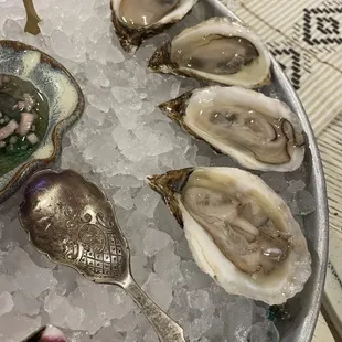 Oysters