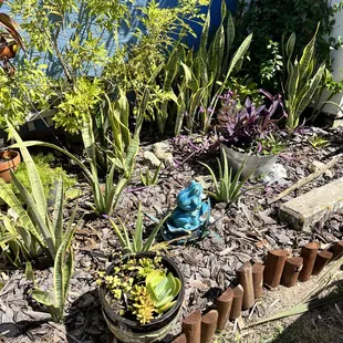 cool succulent garden our back