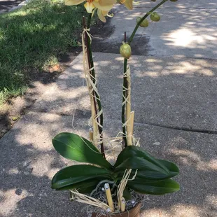 Dual peach colored orchid