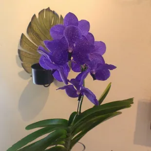 Vanda