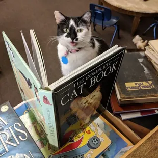 Oreo loves to read and will help you pick out a new book!