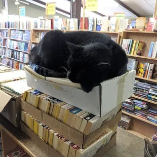 Bobbles loves his life as a bookstore cat!