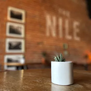 a cactus in a white cup