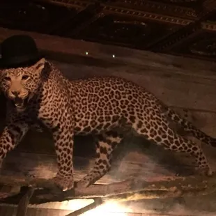a leopard in a top hat