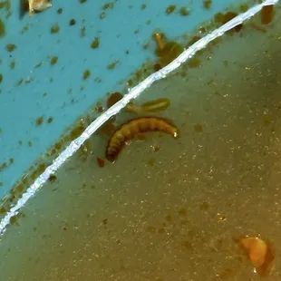 Hot-Sour Shrimp Noodle Soup WITH MAGGOTS