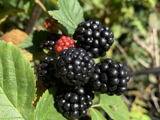 Little Switzerland Orchard, Cidery, Winery & Brewery 