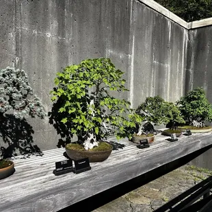 Bonsai exhibit