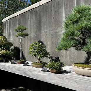 Bonsai exhibit
