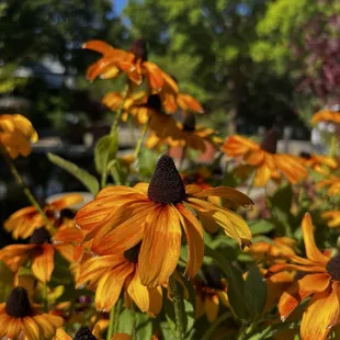 Cone flower