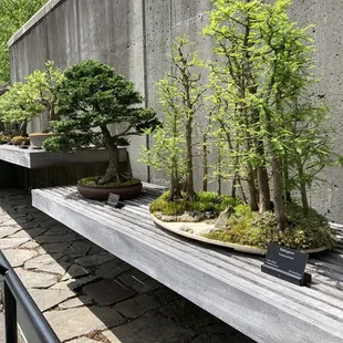 Bonsai garden