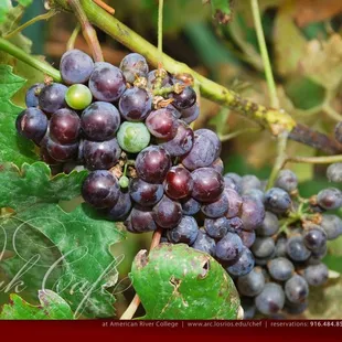grapes growing next to the patio | 1680x1050 wallpaper (full size image available for download on facebook page)