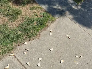 The Pines at Q Plaza